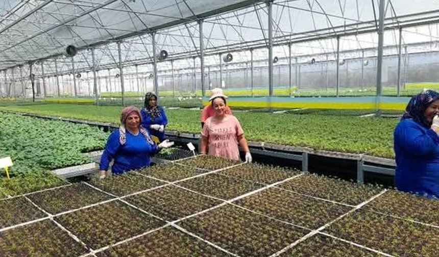 Kumluca’da yaz sıcakları altında fide üretimi: İşçiler zorlu koşullarda çalışıyor