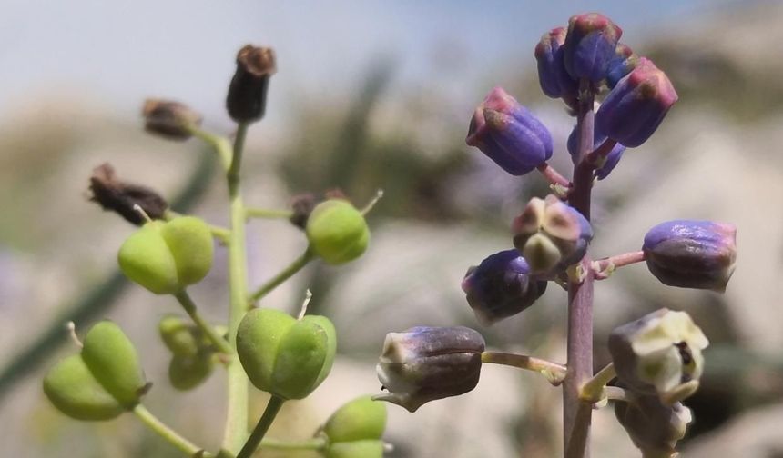 Toros Dağları’nda keşfedilen “Konya Sümbülü” bilim dünyasına tanıtıldı