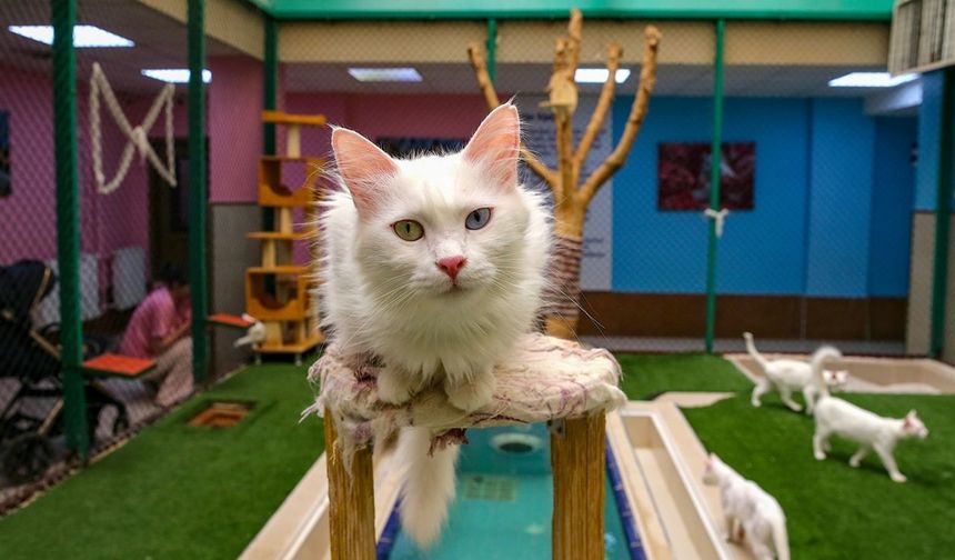 Van kedileri yazı klimalı odalarda ve havuzda geçiriyor