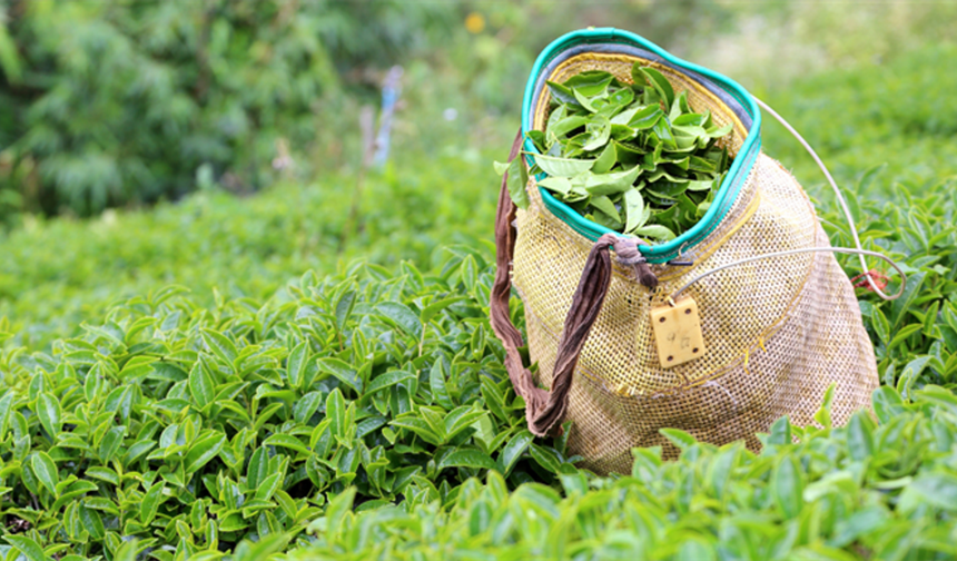 Çaydan zeytinyağına kadar hileli ürünler ortaya çıktı: Bakanlık ifşa etti