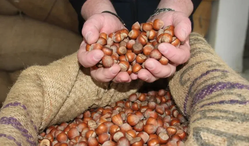 Giresun kalite fındık bugün 270 TL